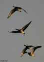 Filename=BRABER-S6RVE-11_10_2007s.jpg
Filesize=37KiB
Dimensions=500x700
Date added=Oct 17, 2007 BRABER-S6RVE-11_10_2007s.jpg