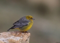 BRIGHT-RUMPED-YELLOW-FINC.jpg