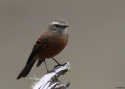 BROWN-BACKED-CHAT-TYRANT-PE.jpg