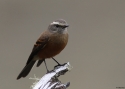 Filename=BROWN-BACKED-CHAT-TYRANT-PE.jpg
Filesize=106KiB
Dimensions=700x500
Date added=Feb 04, 2015 BROWN-BACKED-CHAT-TYRANT-PE.jpg