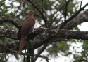 BROWN-CUCKOO-DOVE-PAL.jpg