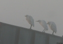Filename=BUBIBI-IIS.jpg
Filesize=44KiB
Dimensions=700x500
Date added=Dec 31, 2008 BUBIBI-IIS.jpg