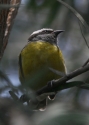 Bananaquit.jpg