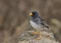 Band-tailed-sierra-finch-PE.jpg