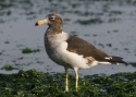 Filename=Belcher-s-Gull.jpg
Filesize=176KiB
Dimensions=700x500
Date added=Jul 11, 2010 Belcher-s-Gull.jpg