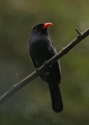 Filename=Black-Fronted-Nunbird.jpg
Filesize=147KiB
Dimensions=500x700
Date added=Jul 11, 2010 Black-Fronted-Nunbird.jpg