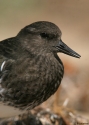 Filename=Black-Turnstone.jpg
Filesize=84KiB
Dimensions=500x700
Date added=Nov 11, 2008 Black-Turnstone.jpg