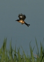 Filename=Black-capped-Donacobiu.jpg
Filesize=130KiB
Dimensions=500x700
Date added=Jul 11, 2010 Black-capped-Donacobiu.jpg