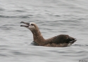 Black-footed-Albatross.jpg