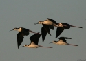 Black-necked-Stilt-USA20.jpg