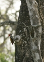 Filename=Black-rumped-Flameback-INDI.jpg
Filesize=98KiB
Dimensions=500x700
Date added=Jun 07, 2010 Black-rumped-Flameback-INDI.jpg