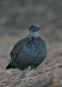 Blue-Grouse.jpg