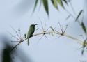 Blue-bearded-Beeeater-INDIA.jpg