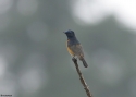 Blue-fronted-Redstart-INDIA.jpg