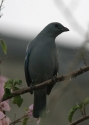 Filename=Blue-gray-Tanager.jpg
Filesize=147KiB
Dimensions=500x700
Date added=Jul 11, 2010 Blue-gray-Tanager.jpg