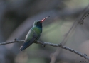 Filename=Broad-billed-HB.jpg
Filesize=80KiB
Dimensions=700x500
Date added=Nov 11, 2008 Broad-billed-HB.jpg