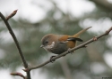 Filename=Brown-throated-Fulvetta-w.jpg
Filesize=67KiB
Dimensions=700x500
Date added=Jun 07, 2010 Brown-throated-Fulvetta-w.jpg
