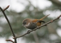 Brown-throated-Fulvetta-w.jpg