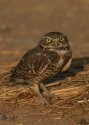Burrowing-Owl.jpg