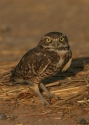 Filename=Burrowing-Owl.jpg
Filesize=96KiB
Dimensions=500x700
Date added=Nov 11, 2008 Burrowing-Owl.jpg
