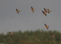 Filename=CARCAN-11_10_2014-270.jpg
Filesize=110KiB
Dimensions=700x500
Date added=Oct 12, 2014 CARCAN-11_10_2014-270.jpg