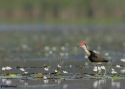 Filename=COMB-CRESTED-JACANA-L-MIT.jpg
Filesize=32KiB
Dimensions=700x500
Date added=Feb 17, 2008 COMB-CRESTED-JACANA-L-MIT.jpg