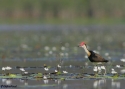 COMB-CRESTED-JACANA-L-MIT.jpg