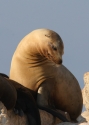 Calif-Sea-Lion-a.jpg