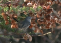 Filename=California-Gnatcatcher-USA.jpg
Filesize=102KiB
Dimensions=700x500
Date added=Nov 12, 2008 California-Gnatcatcher-USA.jpg