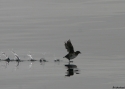 Filename=Cassins-Auklet-.jpg
Filesize=50KiB
Dimensions=700x500
Date added=Nov 11, 2008 Cassins-Auklet-.jpg