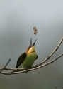 Filename=Chestnut-headed-Beeeaterw.jpg
Filesize=82KiB
Dimensions=500x700
Date added=Jun 07, 2010 Chestnut-headed-Beeeaterw.jpg