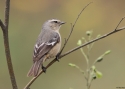 Filename=Cinereous-conebill-PERU.jpg
Filesize=126KiB
Dimensions=700x500
Date added=Feb 04, 2015 Cinereous-conebill-PERU.jpg