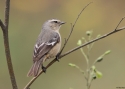 Cinereous-conebill-PERU.jpg