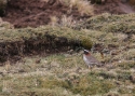 Filename=DIADEMED-PLOVER-PER.jpg
Filesize=269KiB
Dimensions=700x500
Date added=Feb 04, 2015 DIADEMED-PLOVER-PER.jpg