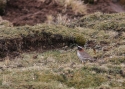 DIADEMED-PLOVER-PER.jpg