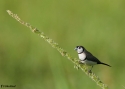 DOUBLEBARRED-FINCH-L-MIT.jpg