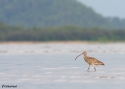 EASTERN-CURLEW-CAIR.jpg