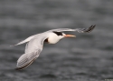 Filename=ELEGANT-TERN-PERUU-20.jpg
Filesize=103KiB
Dimensions=700x500
Date added=Feb 04, 2015 ELEGANT-TERN-PERUU-20.jpg