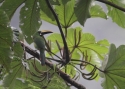 EMERALD-TOUCANET-PERU.jpg