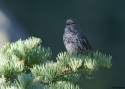 Fox-Sparrow.jpg