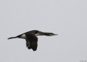 Filename=GAVARC-w.jpg
Filesize=56KiB
Dimensions=700x500
Date added=Nov 12, 2013 GAVARC-w.jpg