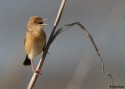 Filename=GOLDEN-HEADED-CISTICOLA--L-.jpg
Filesize=50KiB
Dimensions=700x500
Date added=Feb 17, 2008 GOLDEN-HEADED-CISTICOLA--L-.jpg