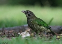 GREEN-CATBIRD-JULAT.jpg