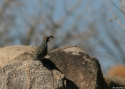 Filename=Gambels-Quail.jpg
Filesize=86KiB
Dimensions=700x500
Date added=Nov 11, 2008 Gambels-Quail.jpg