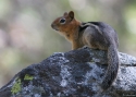 Filename=Golden-mantled-GroSq.jpg
Filesize=98KiB
Dimensions=700x500
Date added=Nov 11, 2008 Golden-mantled-GroSq.jpg