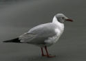 Gray-Hooded-Gull.jpg