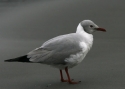 Filename=Gray-Hooded-Gull.jpg
Filesize=80KiB
Dimensions=700x500
Date added=Jul 11, 2010 Gray-Hooded-Gull.jpg