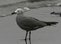 Gray-gull.jpg