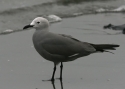 Filename=Gray-gull.jpg
Filesize=78KiB
Dimensions=700x500
Date added=Jul 11, 2010 Gray-gull.jpg