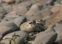 Filename=Great-Thick-knee-w.jpg
Filesize=69KiB
Dimensions=700x500
Date added=Jun 07, 2010 Great-Thick-knee-w.jpg